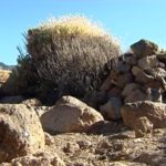 The piles of stones pose a threat to the ecosystem of Teide National Park in Tenerife