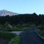 The Cabildo de Tenerife will make a 'clean' pine to prevent deterioration of mountain in Tenerife