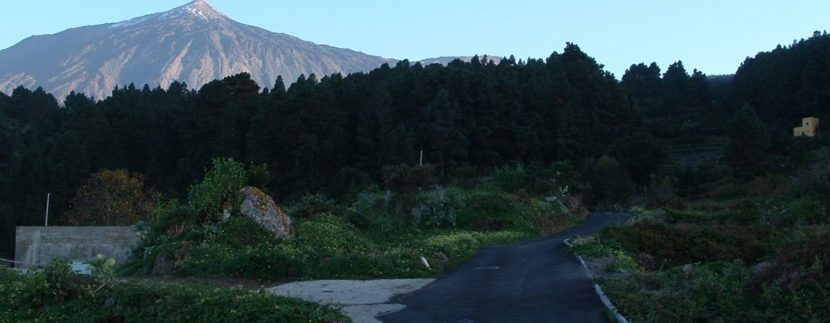 The Cabildo de Tenerife will make a 'clean' pine to prevent deterioration of mountain in Tenerife
