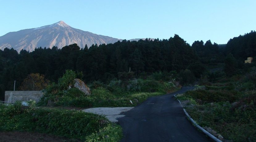 The Cabildo de Tenerife will make a 'clean' pine to prevent deterioration of mountain in Tenerife