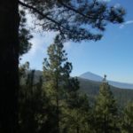 Tenerife Walking Festival reforestation in the mount La Esperanza