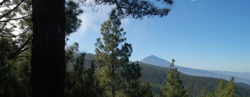 Tenerife Walking Festival reforestation in the mount La Esperanza