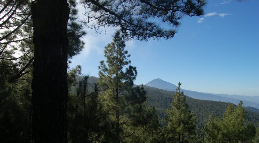 Tenerife Walking Festival reforestation in the mount La Esperanza