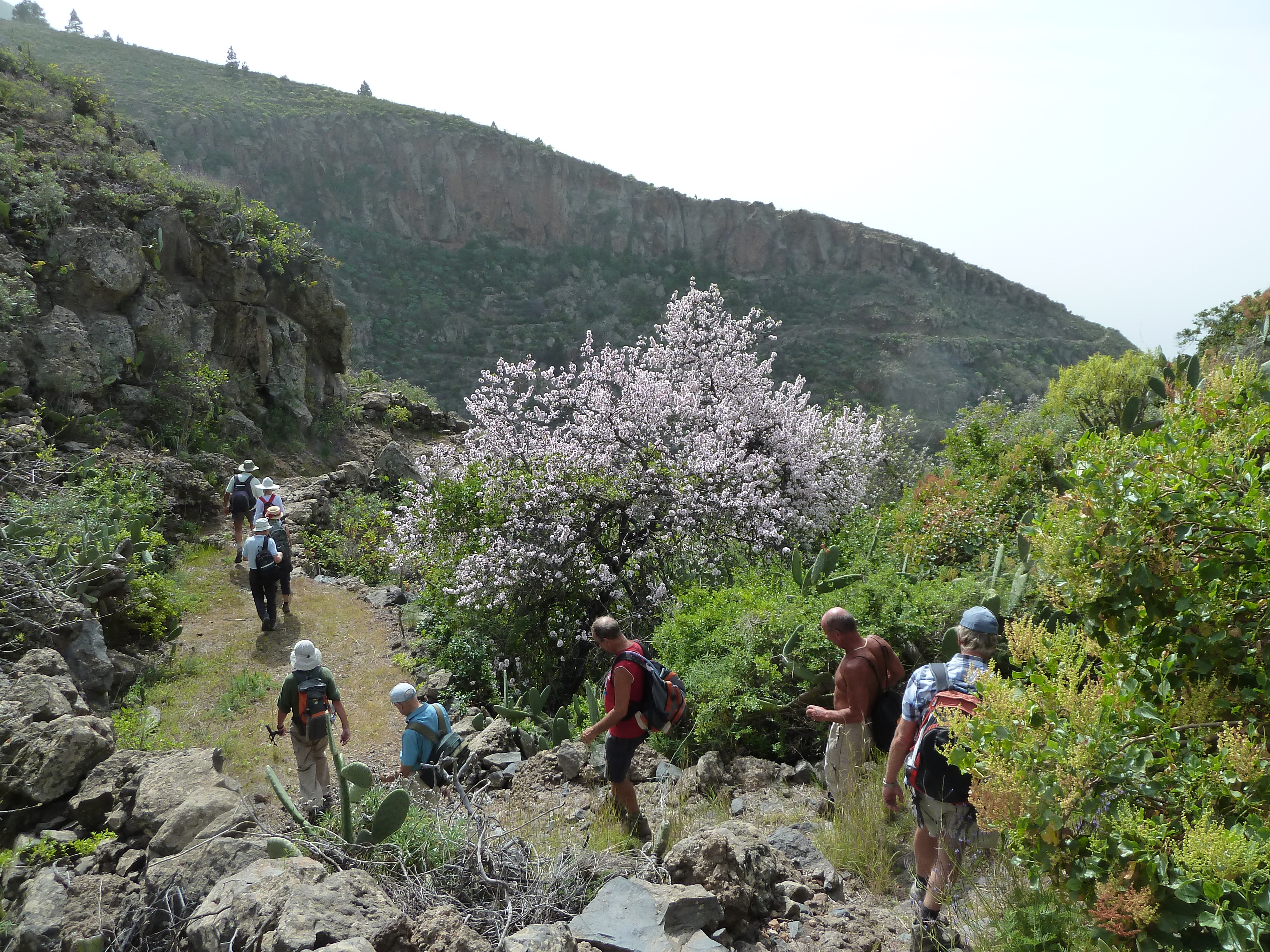 Almond blossom route in Santiago del Teide Tenerife south