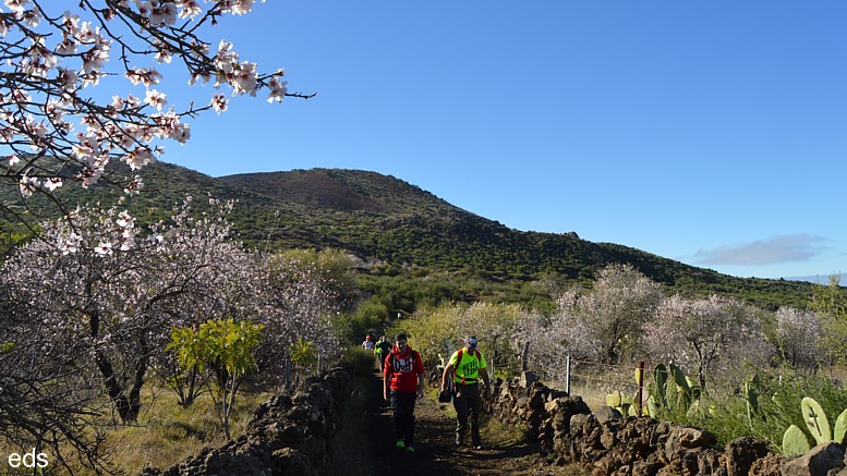 Almond blossom route Tenerife