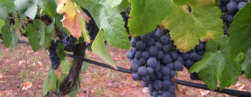 Winery Tenerife
