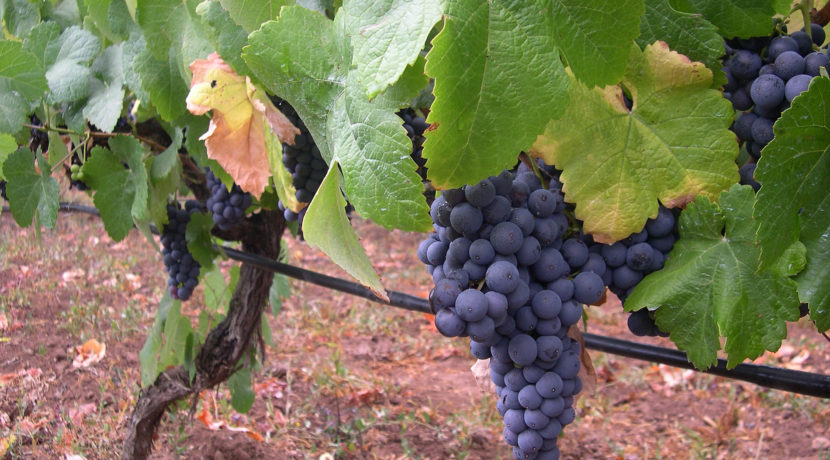 Winery Tenerife