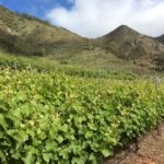 Tenerife becomes the Spanish wine capital this week