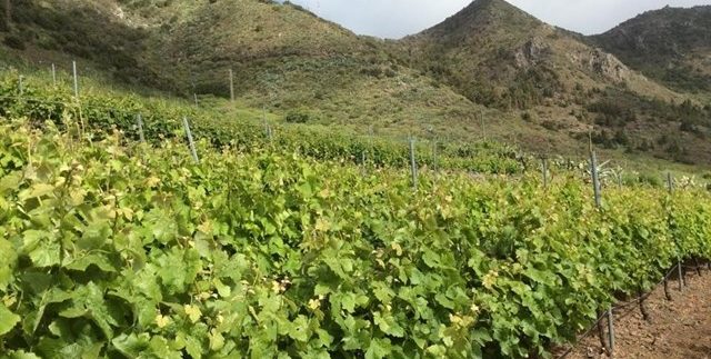 Tenerife becomes the Spanish wine capital this week
