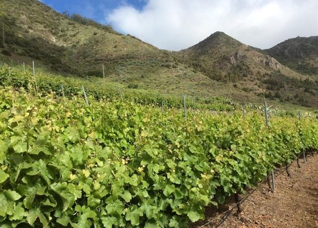 Tenerife becomes the Spanish wine capital this week