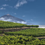 Canary Islands wines are launched to the conquest of the USA under the brand Canary Wine