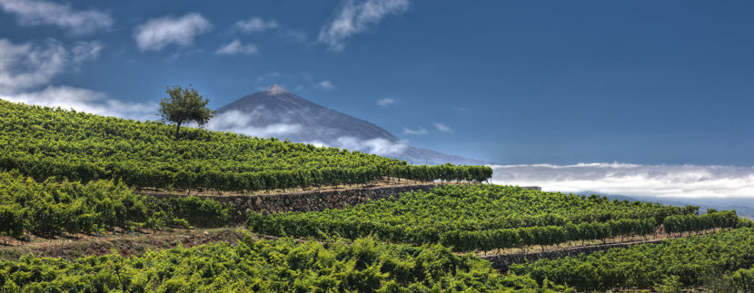 Canary Islands wines are launched to the conquest of the USA under the brand Canary Wine