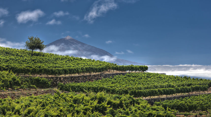 Canary Islands wines are launched to the conquest of the USA under the brand Canary Wine