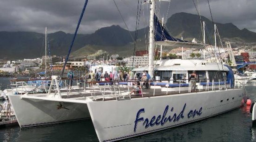 Freebird Catamaran is a Whale & Dolphin watch Tour Operator in Tenerife