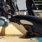 Loro Parque Tenerife recognized as the best zoo in the world 2018