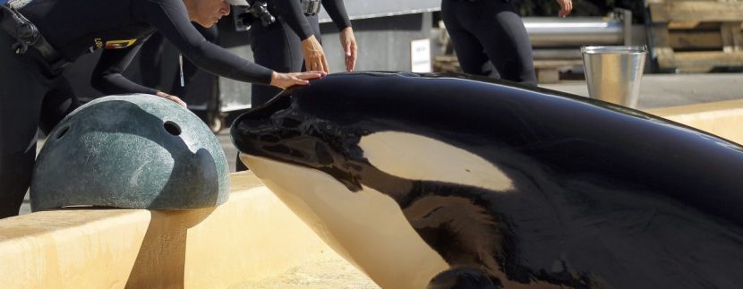 Loro Parque Tenerife recognized as the best zoo in the world 2018