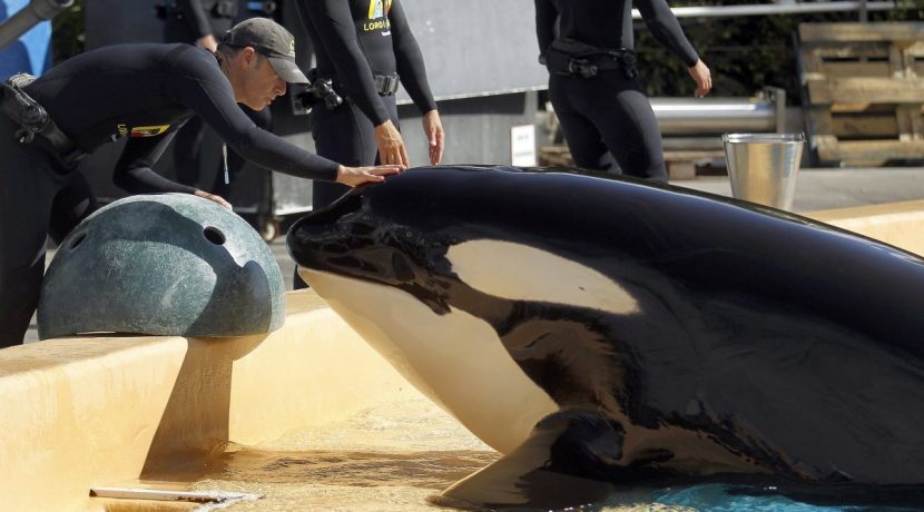 Loro Parque Tenerife recognized as the best zoo in the world 2018